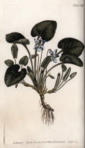 Duftende fiolett. Farget kobberstikk, illustrasjon av Sydenham Edwards (1768-1819) for Conferences of Botanical, Botanical Garden of Lambeth (England) av Sydenham Teast Edwards