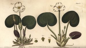 Froskebitt, Hydrocharis morsus-ranae, Dioecia, hunnplante 1,4, hannplante 2,3. Håndfarget kobberstikk av F. Sansom av en botanisk illustrasjon av Sydenham Edwards for William Curtis