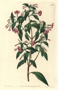 Fuschia variete - Stangforgrenet fuchsia, Fuchsia bacillaris. Naturlig hybrid mellom Fuchsia microphylla subsp. microphylla og Fuchsia thymifolia subsp. thymifolia. Håndfarget kobberstikk av S. Watts etter en illustrasjon av Sarah Drake fra Syd av Sydenham Teast Edwards