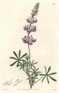 Garden Lupin, opprinnelig fra California - S. Watts Strong Water fra en illustrasjon av Sarah Anne Drake (1803-1857), fra Botanical Register av Sydenham Teast Edwards