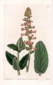 Genera Variete - Plate gravert av S.Watts, fra en illustrasjon av Sarah Anne Drake (1803-1857), fra Botanical Register of Sydenham Edwards (1768-1819), England av Sydenham Teast Edwards