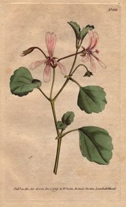 Geranium har sorrelblad, med roseårede blomster, hjemmehørende i Sør-Afrika. Sorrel tranesebb med rosa årede blomster. Innfødt fra Kapp, Sør-Afrika. Pelargonium acetosum. Håndfarget kobberstikk fra en botanisk illustrasjon av Sydenham av Sydenham Teast Edwards
