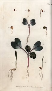 Spiring av reddikfrø, vanlig hvete og vanlig bygg. Farget kobberstikk, illustrasjon av Sydenham Edwards (1768-1819) for Conferences of Botanical, Botanical Garden of Lambeth (England) av Sydenham Teast Edwards
