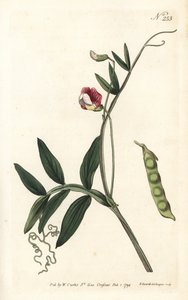 Gesse climene - Spansk vikker, Lathyrus clymenum (Leddbelglathyrus, Lathyrus articulatus). Håndfarget kobberstikk av Sansom etter en illustrasjon av Sydenham Edwards fra William Curtis' Botanical Magazine, London av Sydenham Teast Edwards