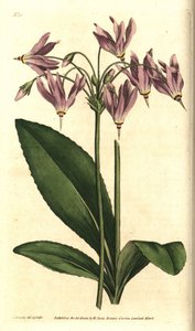 Giroselle of Virginia - amerikansk kuslipp eller Meads dodecatheon, Dodecatheon meadia. Håndfarget kobberstikk etter en botanisk illustrasjon av James Sowerby fra William Curtis' The Botanical Magazine, Lambeth Marsh, London av Sydenham Teast Edwards