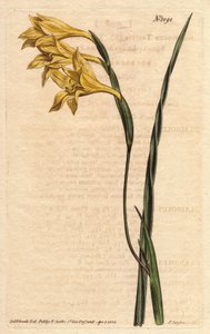 Glaieul har gule blomster i epis og sverdformede blader. Gulblomstret, firkantet kornflagg. Gladiolus tristis. Håndfarget kobberstikk fra en botanisk illustrasjon av Sydenham Edwards fra William Curtiss "" Botanical Magazine"" 1790-1 av Sydenham Teast Edwards