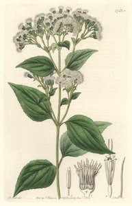 Kjerteleupatorium, hjemmehørende i Mexico - S. Watts sterkt vann fra en illustrasjon av M. Mart, fra det botaniske registeret av Sydenham Teast Edwards