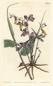 Globba radicalis (Operajenter, Mantisia saltatoria). Håndfarget kobberstikk av F. Sansom Jr. etter en illustrasjon av Sydenham Edwards fra William Curtis' Botanical Magazine, T. Curtis, London av Sydenham Teast Edwards