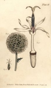 Globetistel, Echinops sphaerocephalus, Polygamia segregata, blomst 1 og enkeltblomst 2,3. Håndfarget kobberstikk av F. Sansom av en botanisk illustrasjon av Sydenham Edwards for William Curtis