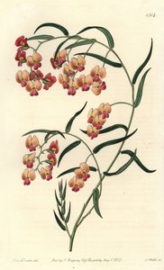 Glycin-leaved dillwynia, Dillwynia glycinifolia. Håndfarget kobberstikk av S. Watts etter en illustrasjon av Miss Sarah Drake fra Sydenham Edwards' Botanical Register, Ridgeway, London av Sydenham Teast Edwards