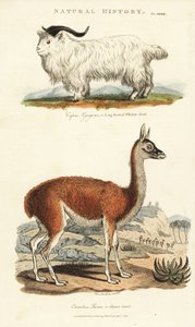 Geit og lama - Langhornet whidaw geit, Capra aegagrus, og lama, Lama glama (Glama kamel, Camelus lama). Håndfarget kobberstikk etter Sydenham Edwards fra John Mason Goods Pantologia, a New Encyclopedia, G. Kearsley, London av Sydenham Teast Edwards
