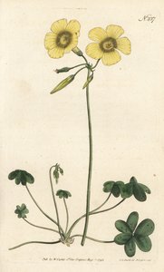 Geitefot - Geitefot vedsyre, Oxalis caprina. Håndfarget kobberstikk av Sansom etter en illustrasjon av Sydenham Edwards fra William Curtis