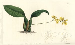 Gomesa cornigera orkidé (Hornet oncidium, Oncidium cornigerum). Håndfarget kobberstikk av S. Watts etter en illustrasjon av William Herbert fra Sydenham Edwards