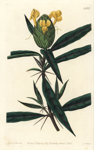 Grassgrass tac tac - Humleblomstret barleria, Barleria lupulina. Håndfarget kobberstikk av S. Watts etter en illustrasjon av Sarah Drake fra Sydenham Edwards' Botanical Register, Ridgeway, London av Sydenham Teast Edwards