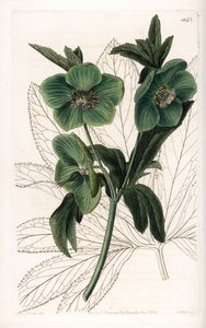 Green Flower Hellebore Variete - Gravert av S.Watts, fra en illustrasjon av Sarah Anne Drake (1803-1857), fra Botanical Register of Sydenham Edwards (1768-1819), England av Sydenham Teast Edwards