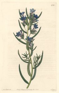 Gremil a rosmarinblader, hjemmehørende på Sicilia - Water forte av S. Watts fra en illustrasjon av Sarah Anne Drake (1803-1857), fra Botanical Register av Sydenham Teast Edwards