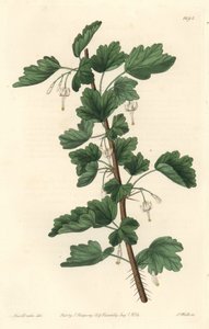 Groseillier, innfødt i Nord-Amerika - Water strong av S. Watts fra en illustrasjon av Sarah Anne Drake (1803-1857), fra Botanical Register av Sydenham Teast Edwards
