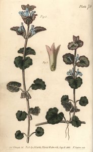 Jordeføy, Glechoma hederacea, Gymnospermia. Håndfarget kobberstikk av F. Sansom av en botanisk illustrasjon av Sydenham Edwards for William Curtis