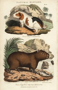 Marsvin og capybara - Marsvin, Cavia porcellus, og capybara, Hydrochoerus hydrochaeris. Håndfarget kobberstikk etter Sydenham Edwards fra John Mason Goods Pantologia, a New Encyclopedia, G. Kearsley, London