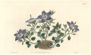 Hårete-bladede campanule, hjemmehørende i Italia - Strong water av S. Watts fra en illustrasjon av Sarah Anne Drake (1803-1857), fra Botanical Register av Sydenham Teast Edwards