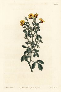 Hårete goodia, Goodia lotifolia var. pubescens (Goodia pubescens). Håndfarget kobberstikk av F. Sansom Jr. etter en illustrasjon av Sydenham Edwards fra William Curtis