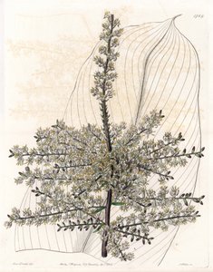 Hawaiisk spinard eller siv fra India - Plate gravert av S.Watts, fra en illustrasjon av Sarah Anne Drake (1803-1857), fra Botanical Register of Sydenham Edwards (1768-1819), England av Sydenham Teast Edwards