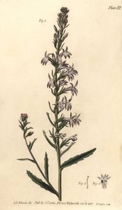 Heath lobelia, Lobelia urens, Polygamia monogamia. Håndfarget kobberstikk av F. Sansom av en botanisk illustrasjon av Sydenham Edwards for William Curtis