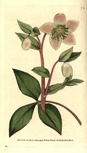 Hellebore (ellebore) livid eller svart - Livid eller lilla hellebore, Helleborus lividus. Håndfarget kobberstikk etter en botanisk illustrasjon av James Sowerby fra William Curtis' The Botanical Magazine, Lambeth Marsh, London av Sydenham Teast Edwards