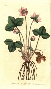 Hepatisk, edel eller tre-fliket hepatisk anemone - Hepatica eller edel levermose, Anemone hepatica. Håndfarget kobberstikk etter en botanisk illustrasjon av Sydenham Edwards fra William Curtis