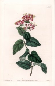 Herb variete - Plate gravert av S.Watts, fra en illustrasjon av Sarah Anne Drake (1803-1857), fra Botanical Register of Sydenham Edwards (1768-1819), England av Sydenham Teast Edwards