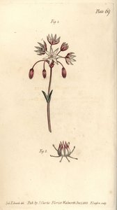 Hermafrodittblomst med syv pistilla, Heptagynia, Septas capensis. Håndfarget kobberstikk av F. Sansom av en botanisk illustrasjon av Sydenham Edwards for William Curtis' Lectures on Botany, som ble levert i Botanic Garden at Lambeth av Sydenham Teast Edwards