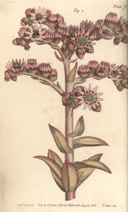 Huspurre, Sempervivum tectorum, Dodecagynia, hermafrodittblomst med 12 pistill. Håndfarget kobberstikk av F. Sansom av en botanisk illustrasjon av Sydenham Edwards for William Curtis' forelesninger om botanikk, som ble levert i Botanic Garden av Sydenham Teast Edwards