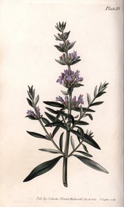 Isop eller offisiell isop. Farget kobberstikk, illustrasjon av Sydenham Edwards (1768-1819) for Conferences of Botanical, Botanical Garden of Lambeth (England) av Sydenham Teast Edwards