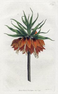 Imperial Fritillary eller Imperial Crown - Litografi av Sydenham Edwards (1768-1819), plate fra William Curtis's Botanical Magazine (1746-1799) av Sydenham Teast Edwards