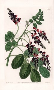 Indigofera Variete - Plate gravert av S.Watts, fra en illustrasjon av Sarah Anne Drake (1803-1857), fra Botanical Register of Sydenham Edwards (1768-1819), England av Sydenham Teast Edwards