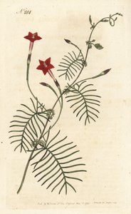 Ipomee quamoclite eller quamoclite pennee eller ipomee et rødt blad - Cypress vintreet eller winged leafd ipomoea, Ipomoea quamoclit. Håndfarget kobberstikk av Sansom etter en illustrasjon av Sydenham Edwards fra William Curtis' Botanical Magazine, Lon av Sydenham Teast Edwards