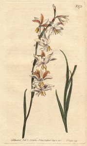 Ixia har hvite, gule og oransje årer. Nikkende blomstret ixia med hvite, oransje og gule årede blomster. Ixia radiata. Håndfarget kobbergravering fra en botanisk illustrasjon av Sydenham Edwards fra William Curtis