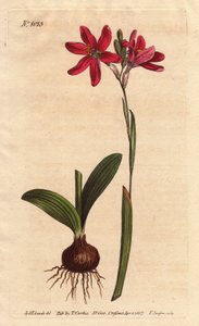Ixia rosa. av den sørafrikanske liljefamilien, beskrevet med løk og blader. Rose farget ixia, en vakker rosa blomst fra liljefamilien fra Sør-Afrika, vist med løk og blader til venstre. Ixia latifolia (Ixia capillaris). Håndfarget kobberplate no av Sydenham Teast Edwards
