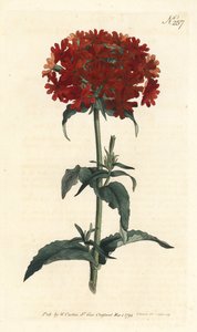 Jerusalem Cross - Brennende kjærlighet, Silene chalcedonica (Scarlet lychnis, Lychnis chalcedonica). Håndfarget kobberstikk av Sansom etter en illustrasjon av Sydenham Edwards fra William Curtis' Botanical Magazine, London av Sydenham Teast Edwards