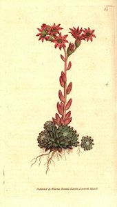Joubarb a web d'araignee - Cobweb houseleek, Sempervivum arachnoideum. Håndfarget kobberstikk etter en botanisk illustrasjon fra William Curtis' The Botanical Magazine, Lambeth Marsh, London av Sydenham Teast Edwards