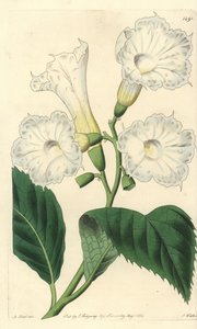 Storblomst cordia - storblomstret cordia, Cordia grandiflora. Håndfarget kobberstikk av S. Watts etter en illustrasjon av M. Hart fra Sydenham Edwards' Botanical Register, Ridgeway, London av Sydenham Teast Edwards