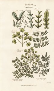 Bladformer og arrangementer av Sydenham Teast Edwards