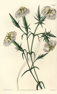 Libanonnellik (art i fare) - Rosa av Libanon, Dianthus libanotis. Utrydningstruede arter. Håndfarget kobberstikk av S. Watts etter en illustrasjon av Miss Sarah Drake fra Sydenham Edwards