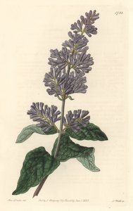 Syrin av Ungarn - Strong water av S. Watts fra en illustrasjon av Sarah Anne Drake (1803-1857), fra Botanical Register av Sydenham Teast Edwards
