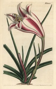 Lily Variete - Cape coast lilje, Crinum ornatum (Amaryllis ornata). Håndfarget kobberstikkgravering av F. Sansom Jr. etter en illustrasjon av Sydenham Edwards fra William Curtis 