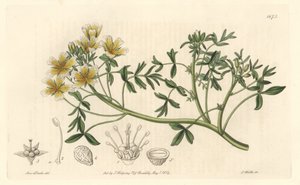 Limnanthe, opprinnelig fra California - S. Watts Strong Water fra en illustrasjon av Sarah Anne Drake (1803-1857), fra Botanical Register av Sydenham Teast Edwards