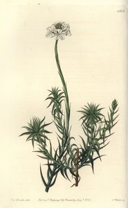 Langbladet sphenotoma, Sphenotoma capitatum. Håndfarget kobberstikk av S. Watts etter en illustrasjon av Miss Sarah Drake fra Sydenham Edwards' Botanical Register, Ridgeway, London av Sydenham Teast Edwards