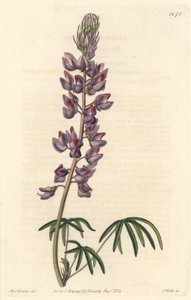 Lupin med smale blader - Strong water av S. Watts fra en illustrasjon av Sarah Anne Drake (1803-1857), fra Botanical Register av Sydenham Teast Edwards