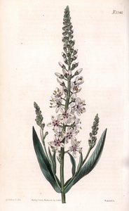 Lysimaque ephemere - Sølv eller pilbladede løsstriper, Lysimachia ephemerum. Håndfarget kobberstikk av Weddell etter en illustrasjon av Sydenham Edwards fra Samuel Curtis