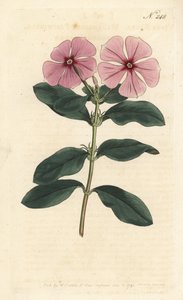 Madagaskar periwinkle - Madagaskar periwinkle, Catharanthus roseus (Vinca rosea). Håndfarget kobberstikk av Sansom etter en illustrasjon av Sydenham Edwards fra William Curtis' Botanical Magazine, London